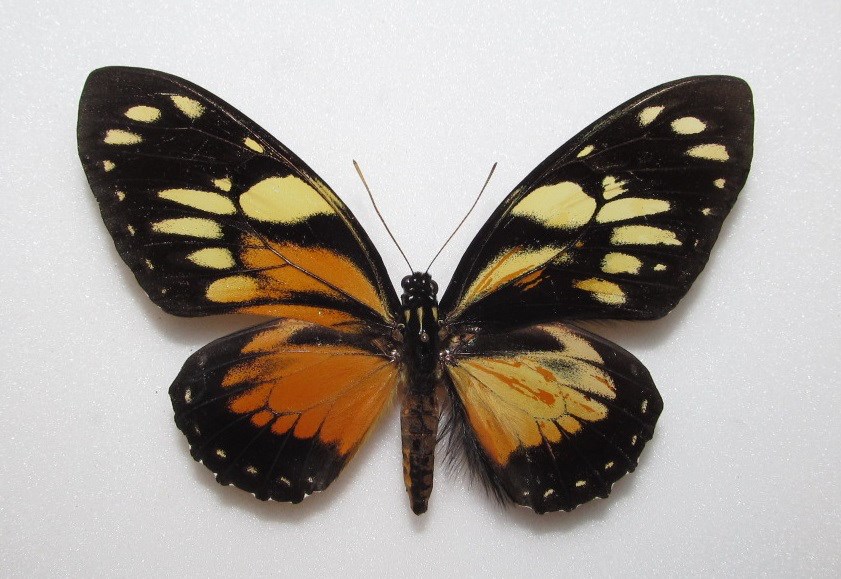 Papilio ascolius rosenbergi gynandromorph (Internet Image property of respective owner, non-commercial use only)